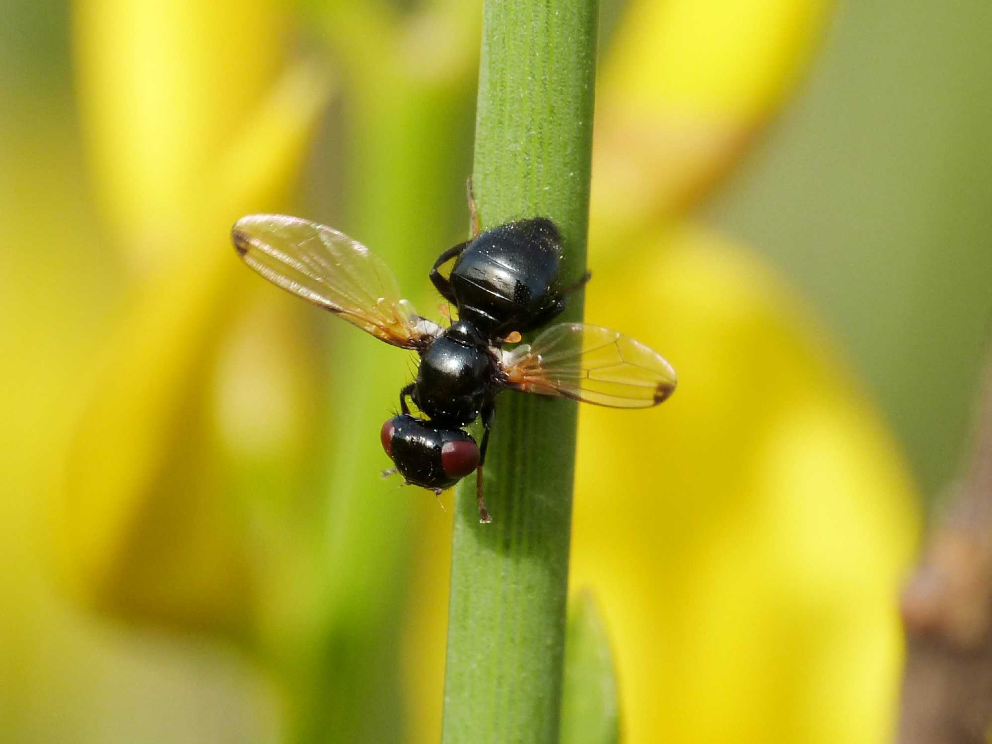 Mosca blu scura su ginestra. Sepsidae? No. Ulididia apicalis